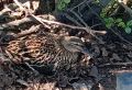 Во время работ специалисты новгородского «Горхоза» не стали беспокоить маму-утку