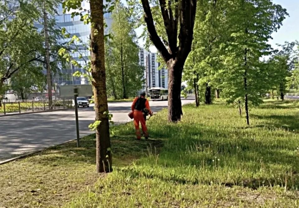 Александр Розбаум: Уважаемые Новгородцы!. После дождливых дней установилась жаркая погода, что способствует интенсивному росту травы Александр Розбаум: Уважаемые Новгородцы!. После дождливых дней установилась жаркая погода, что способствует интенсивному росту травы