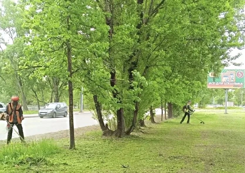Александр Розбаум: Уважаемые Новгородцы!. После дождливых дней установилась жаркая погода, что способствует интенсивному росту травы Александр Розбаум: Уважаемые Новгородцы!. После дождливых дней установилась жаркая погода, что способствует интенсивному росту травы