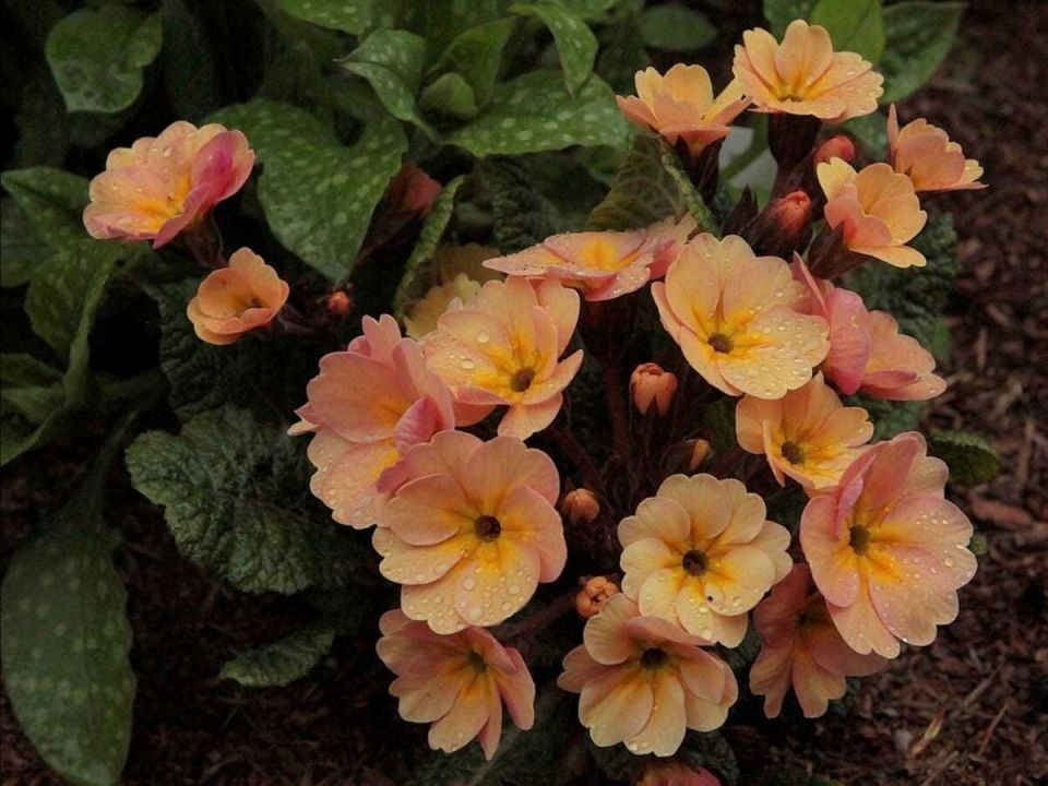Примула Сильвита Peach Melba: Королева Цветов с Уникальным Очарованием