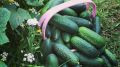 Секреты успешного выращивания огурцов: как добиться богатого урожая