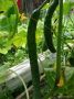 Шанхайский молодец: как вырастить идеальные огурцы с уникальным вкусом