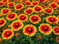 Редкий многолетник, который цветет при жаре без особого ухода