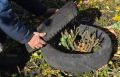 Как укрыть розы на зиму: простые советы для успешной зимовки