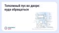 Что делать, если двор заполонил тополиный пух