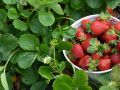 Секреты идеальной клубники: как вырастить урожайный куст