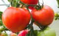 Томат Сахарное сердце: как сделать ваш огород сладким и продуктивным