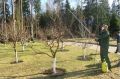 Эффективные методы осенней обработки сада