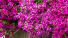 Секреты великолепных петуний