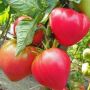 Томат японская роза: как вырастить красоту и вкус в вашем саду