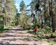 280 аварийных деревьев и 6 размывов устранили на дорогах Новгородской области за прошедшие выходные