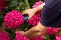 Секреты успешной осенней обрезки гортензий