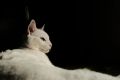 Причины, по которым кот прячется в шкафу