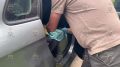 Новгородская полиция перехватила межрегионального наркокурьера, перевозившего более 22 кг марихуаны