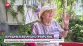Балконы, дворы и организации Великого Новгорода стали участниками конкурса красоты