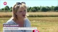 Урожай капризного злака созрел в Шимском и Солецком округах
