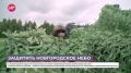 Бойцы БАРС служат только на территории Новгородской области