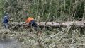За выходные с дорог Новгородской области убрали 179 упавших деревьев