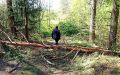 Спасатели ищут мужчину и женщину, потерявшихся в новгородских лесах