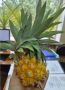 В новгородском филиале Россельхозцентра вырастили ананас на подоконнике