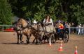 Александр Розбаум: Уважаемые Новгородцы!. В День города, в деревне Ермолино на территории конного комплекса компании «Акрон» прошёл VI чемпионат русских троек «Крылатое сердце России»