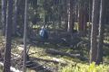 Дорожные камеры на М-11 помогли найти пенсионерку в лесу в Окуловском округе