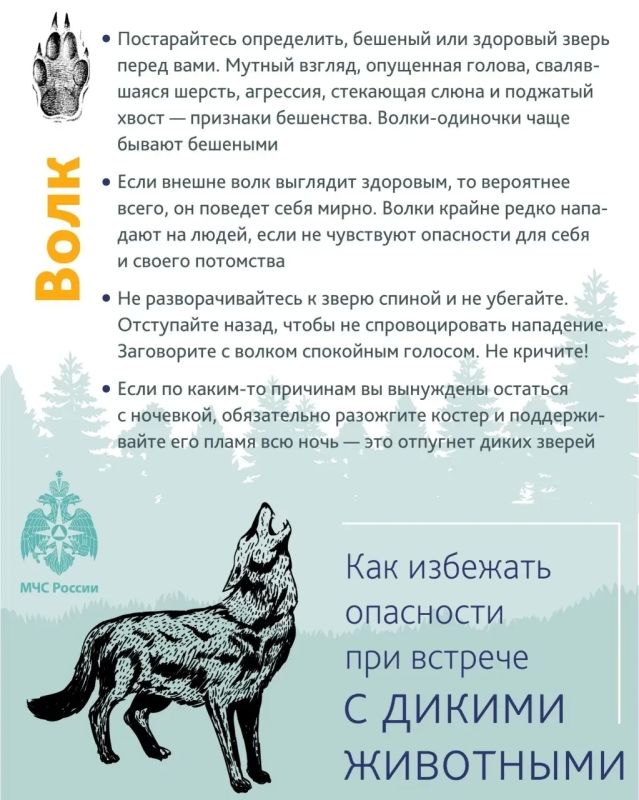 Новгородским грибникам поясняют, как избежать опасности при встрече с диким животным в лесу Новгородским грибникам поясняют, как избежать опасности при встрече с диким животным в лесу