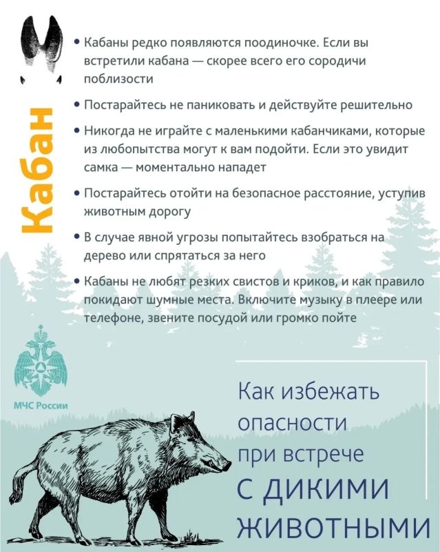 Новгородским грибникам поясняют, как избежать опасности при встрече с диким животным в лесу Новгородским грибникам поясняют, как избежать опасности при встрече с диким животным в лесу