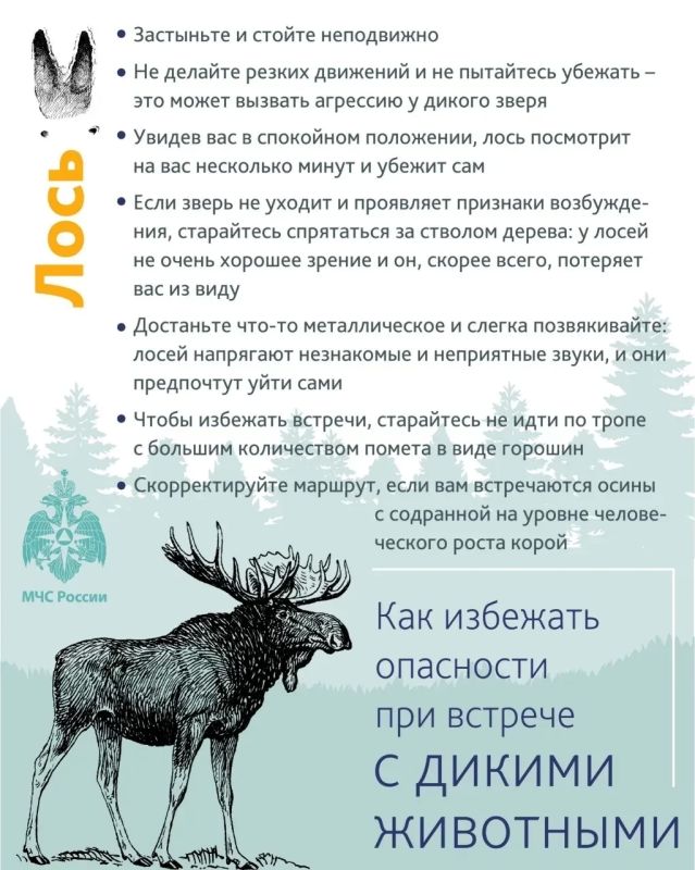 Новгородским грибникам поясняют, как избежать опасности при встрече с диким животным в лесу Новгородским грибникам поясняют, как избежать опасности при встрече с диким животным в лесу