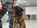 В Великом Новгороде кинологи проверили места проведения выборов