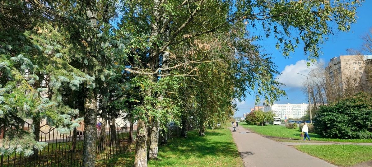 Пауки удивили жителей Великого Новгорода Пауки удивили жителей Великого Новгорода