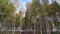 Александр Розбаум: Уважаемые Новгородцы!. . В рамках Национального проекта «Инфраструктура для жизни», который инициировал наш Президент Владимир Владимирович Путин, завершаем работы по благоустройству парка «Березовая...