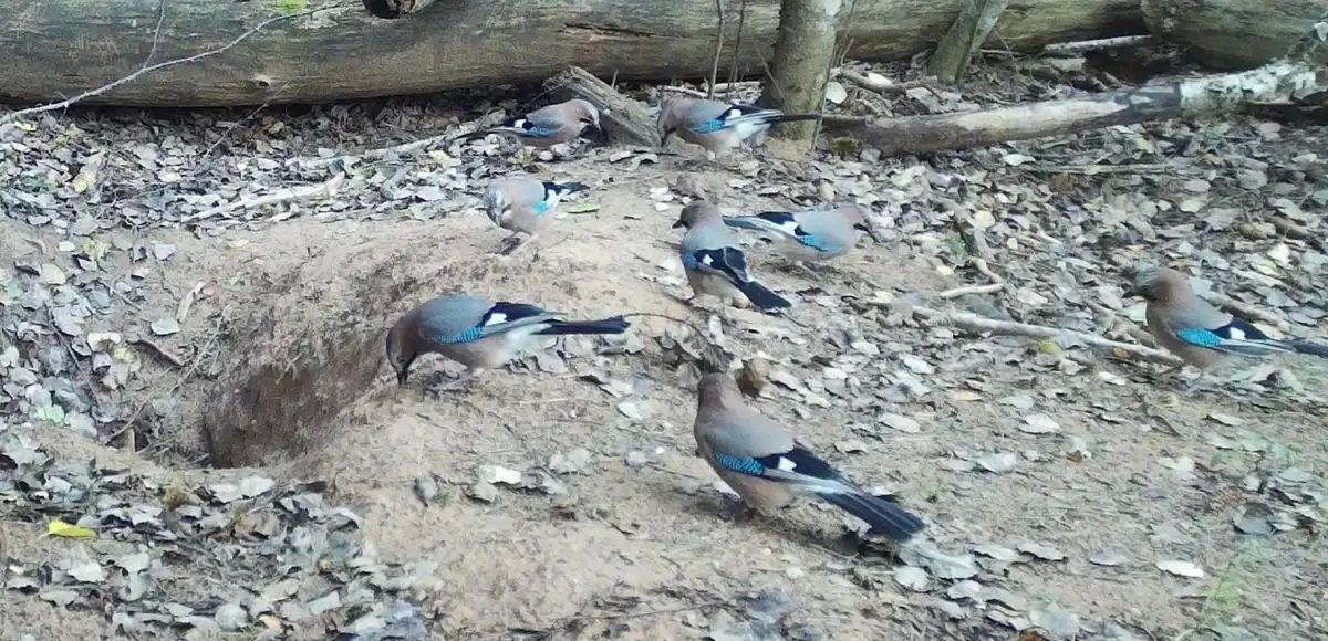 Собравшихся в барсучьем городке соек поймала фотоловушка Рдейского заповедника