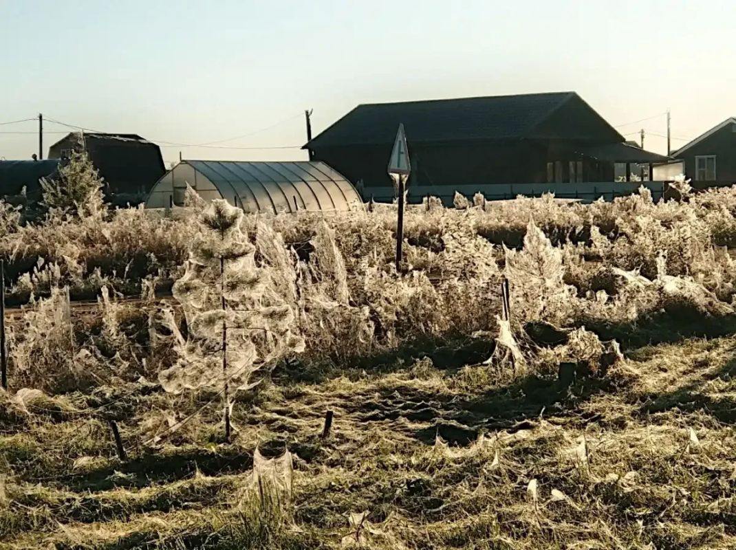 Профессор рассказала, почему деревни под Великим Новгородом опутала густая паутина Профессор рассказала, почему деревни под Великим Новгородом опутала густая паутина