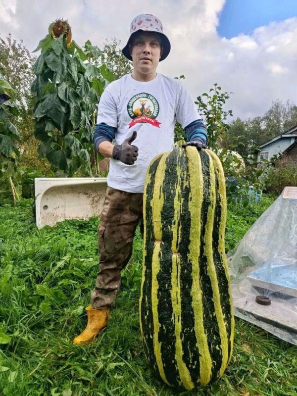 Семья Войновых из Любытинского округа вырастила гигантский кабачок
