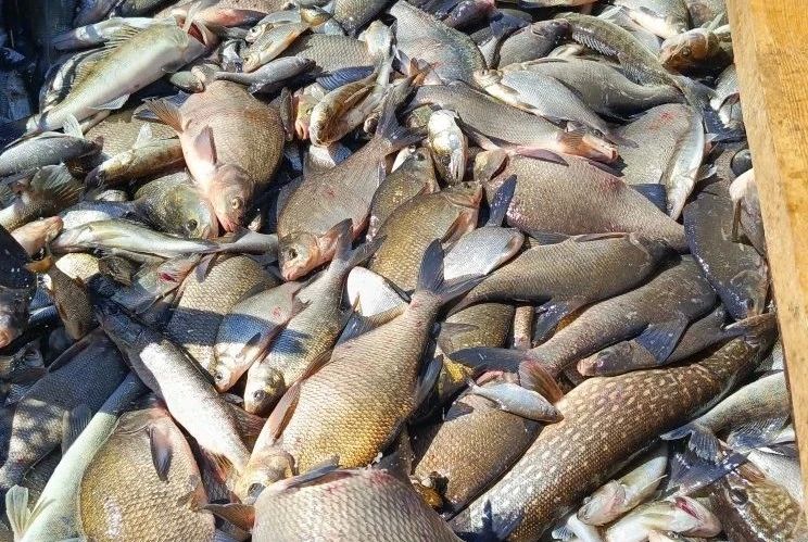 В эти выходные выгодно купить свежую рыбу можно будет сразу в двух городах Новгородчины