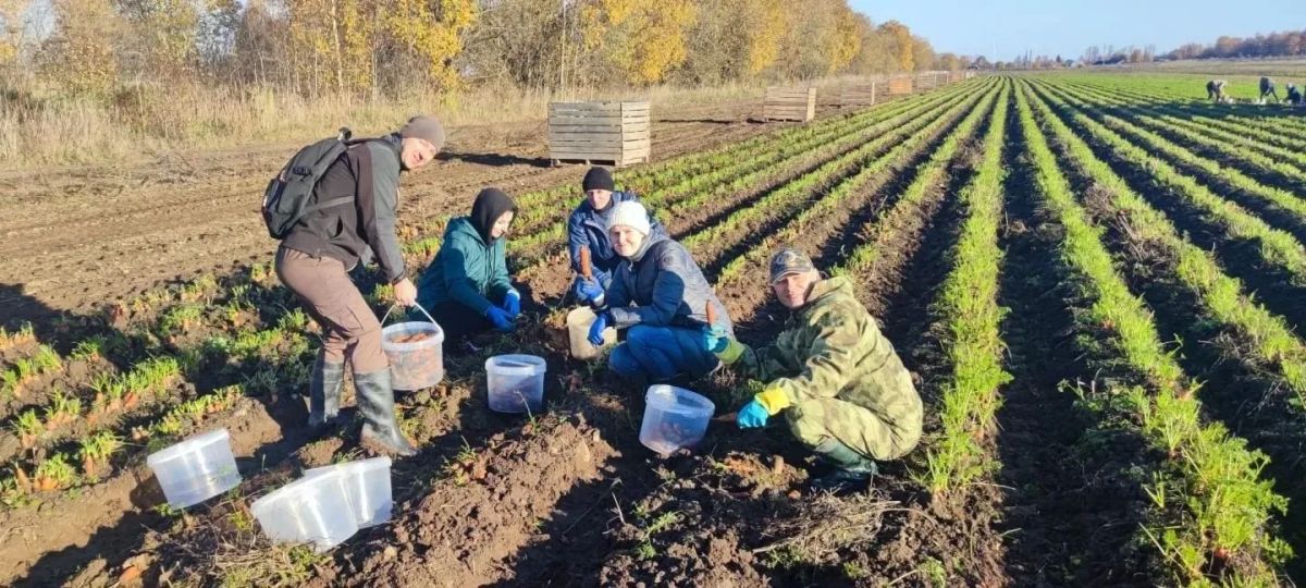 Работники минсельхоза помогают новгородским аграриям собирать морковь