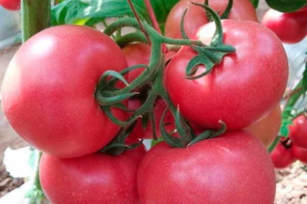 ���� ������: ������� ������ ����������� ������ �������