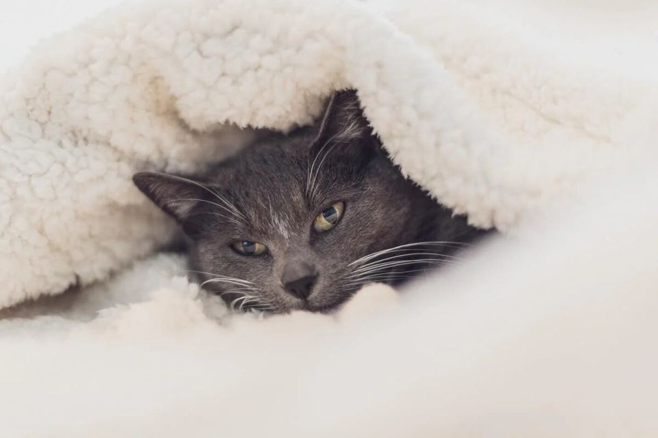 Кошачья долголетие: 10 пород, которые станут вашими верными спутниками на долгие годы