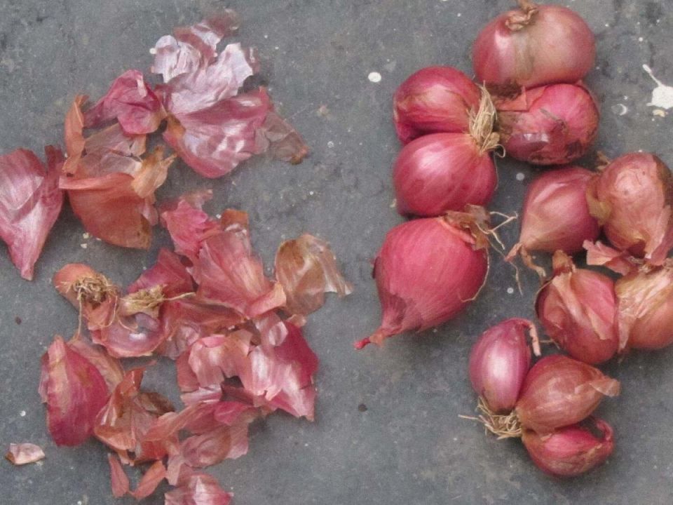 Не выбрасывайте луковую шелуху: секрет здоровья вашего сада