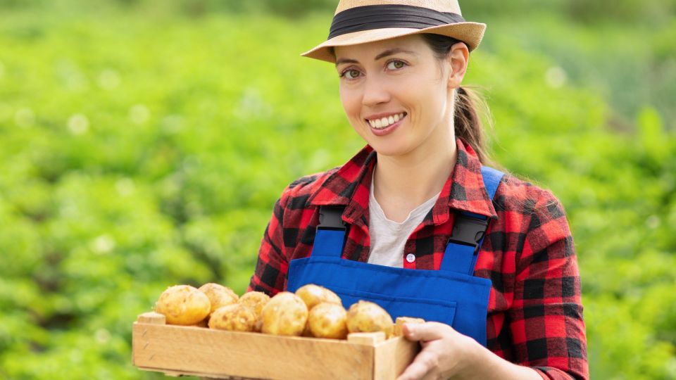 Соберете 700 кг с сотки: запомните лучшие сорта картофеля для посадки