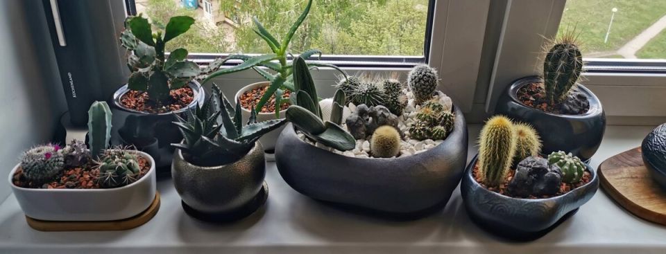 Кактусы: идеальные зеленые спутники для занятых цветоводов