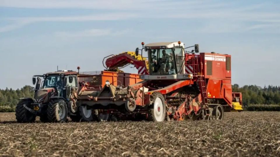 Рекордный урожай картофеля и лука в Нидерландах