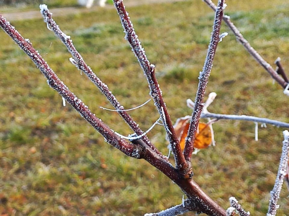 Ноябрь в саду: Последние приготовления перед зимой