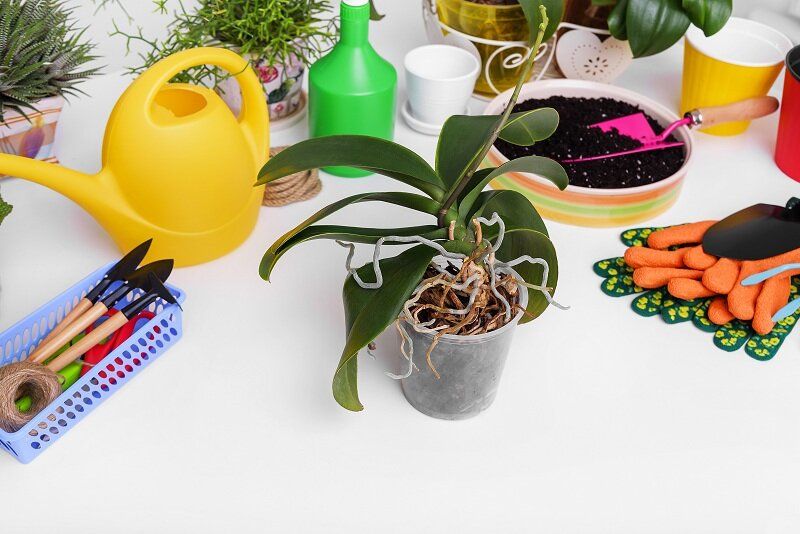 Почему у орхидей появляются воздушные корни