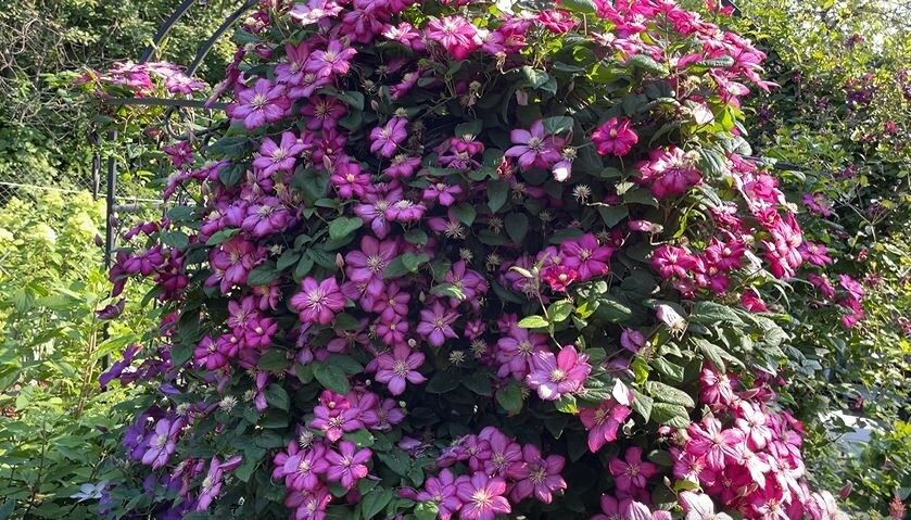 Секреты успешной посадки клематисов