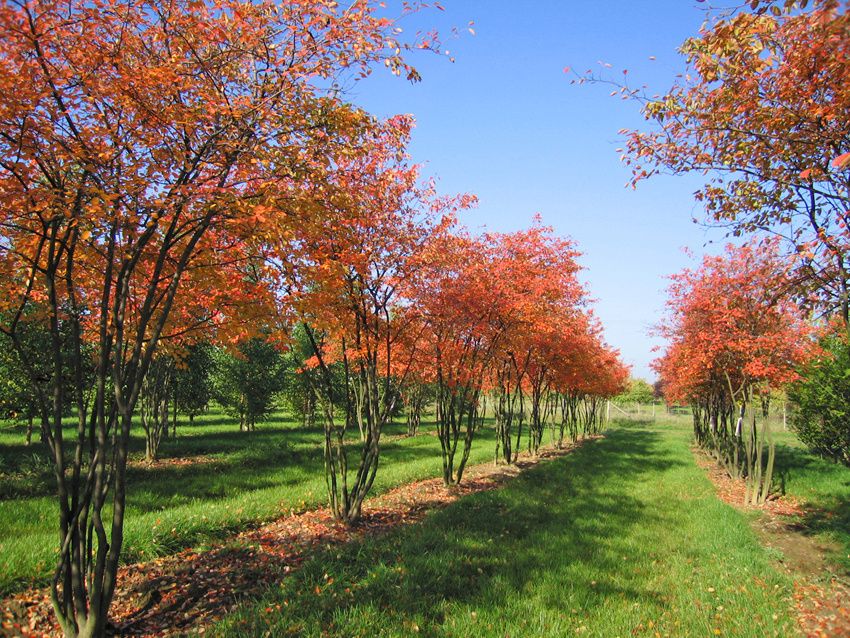 Ирга Ламарка: как преобразить ваш сад
