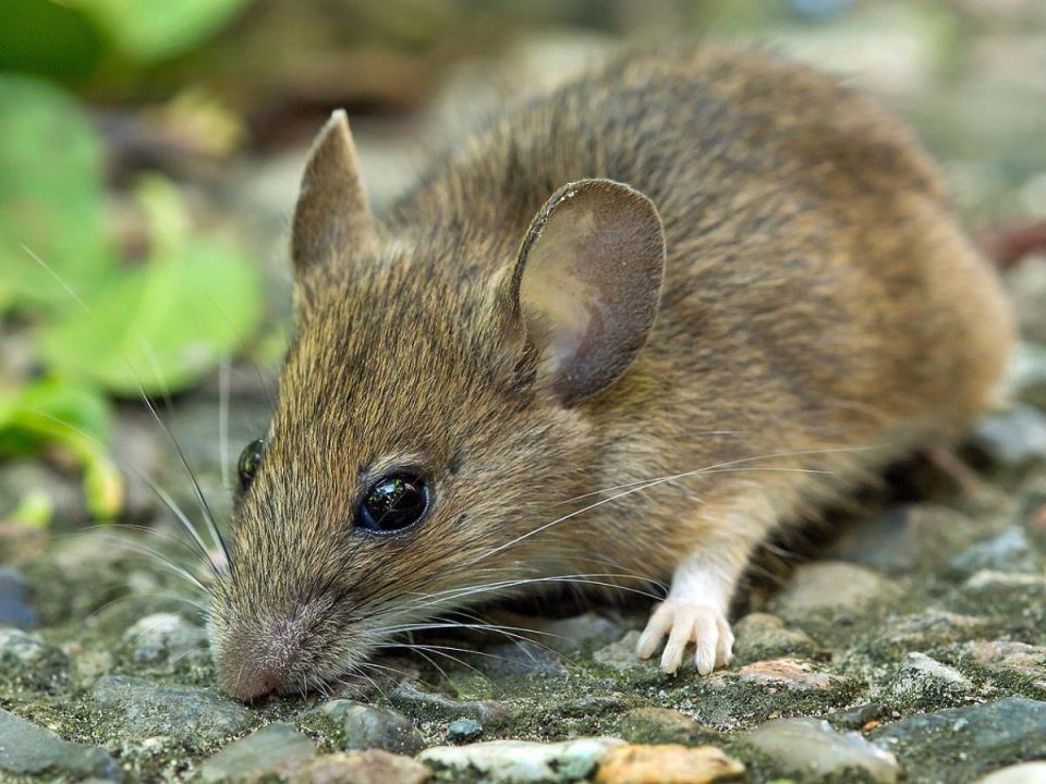 Как защитить сад от полевых мышей: безопасные и экологичные способы