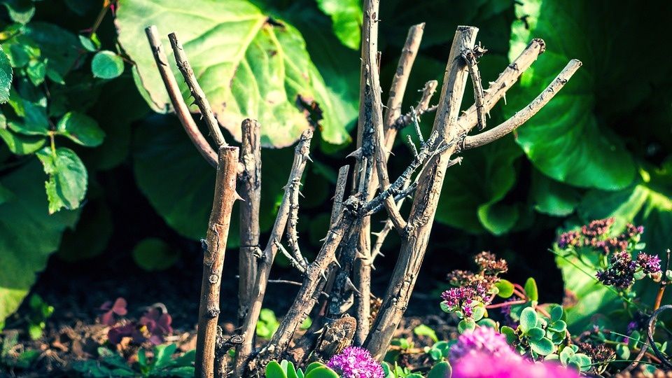 Как правильная осенняя подкормка помогает розам пережить холодные зимы