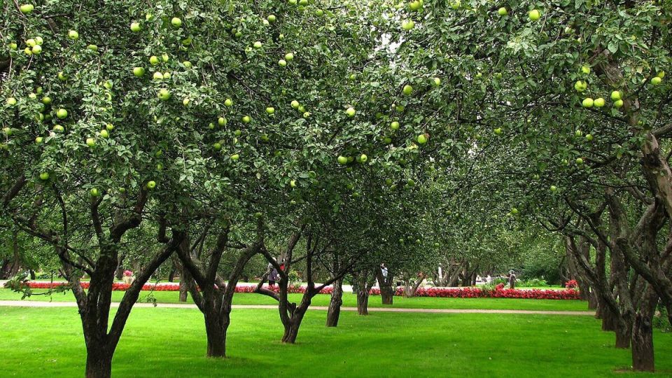 Секреты успешного выращивания арбузов и дынь: когда и как сажать